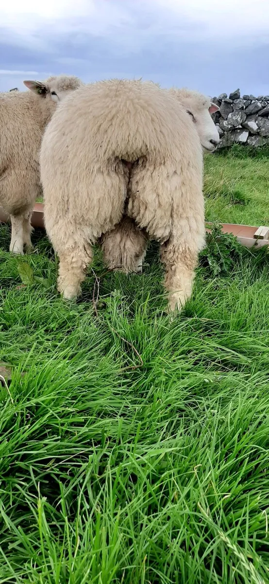 Purebred Registered Galway Rams for sale - Image 4
