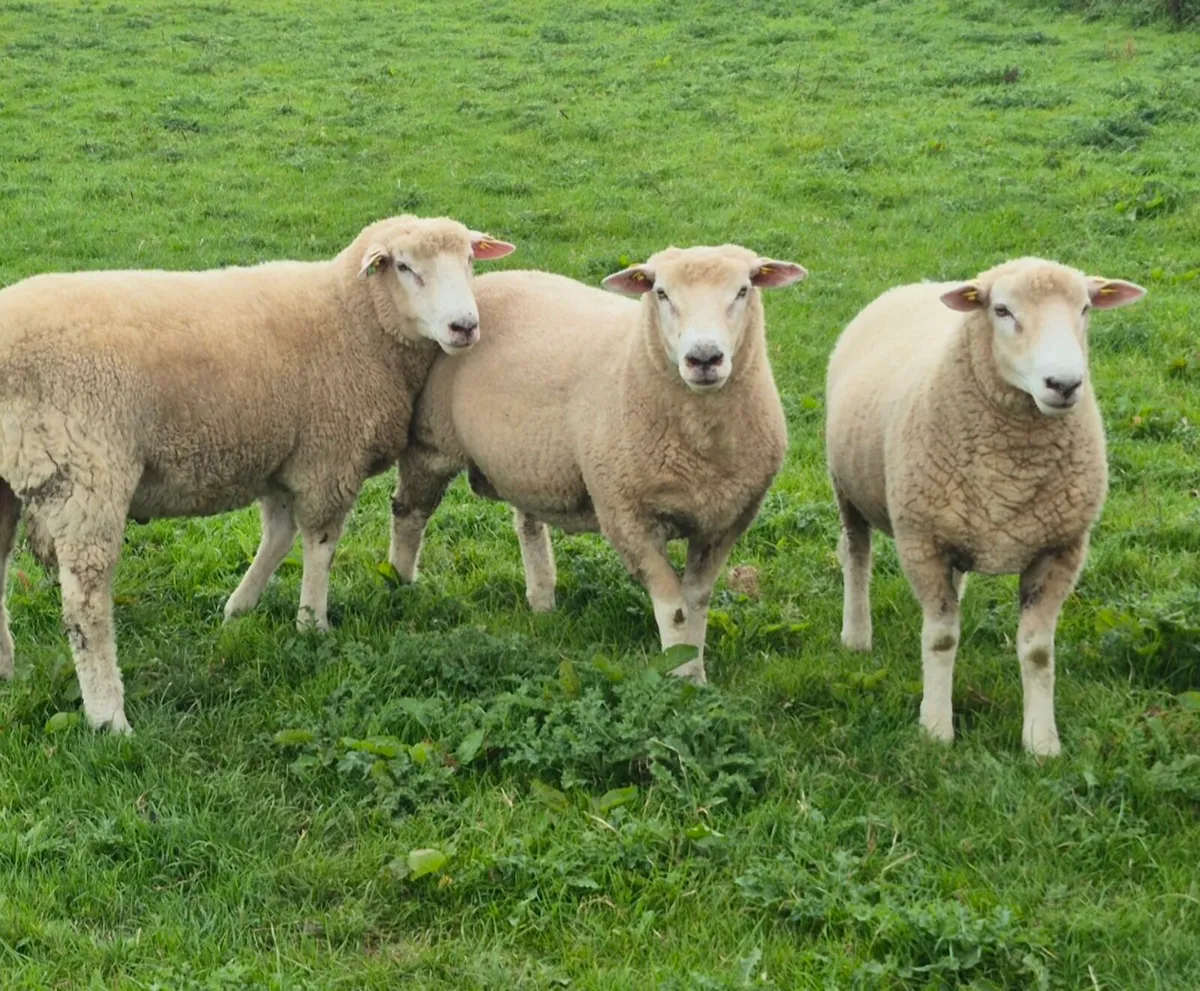 Purebred Registered Galway Hogget Ram for sale - Image 4