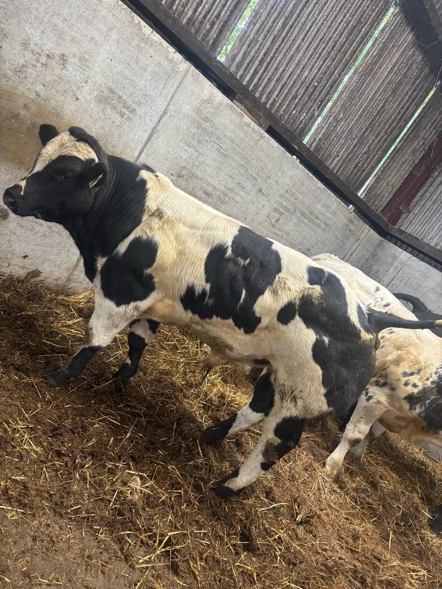 5 quality bull weanlings for balla mart - Image 1