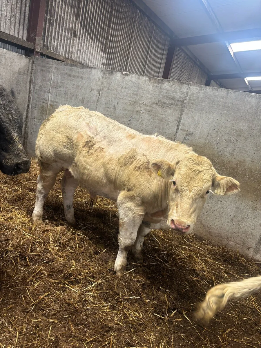 5 quality bull weanlings for balla mart - Image 2