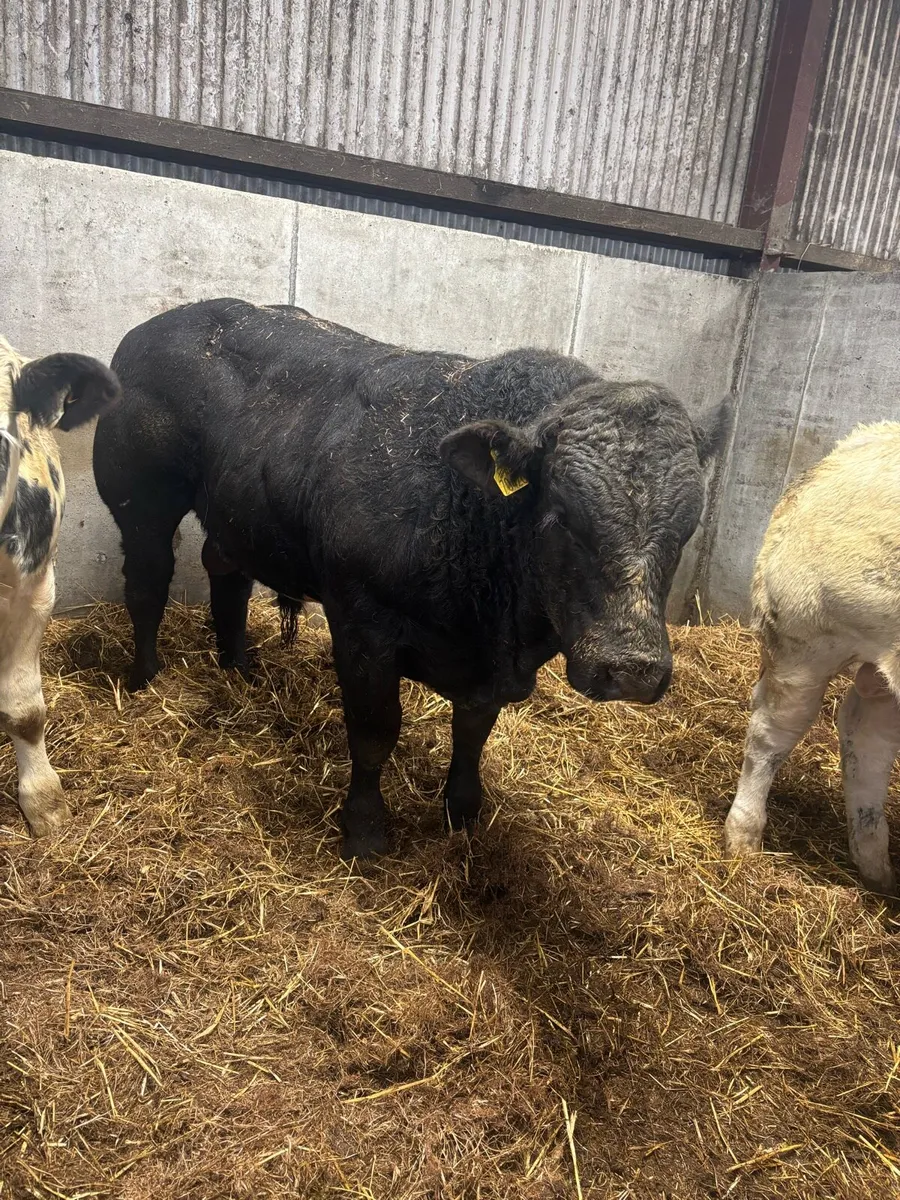 5 quality bull weanlings for balla mart - Image 3
