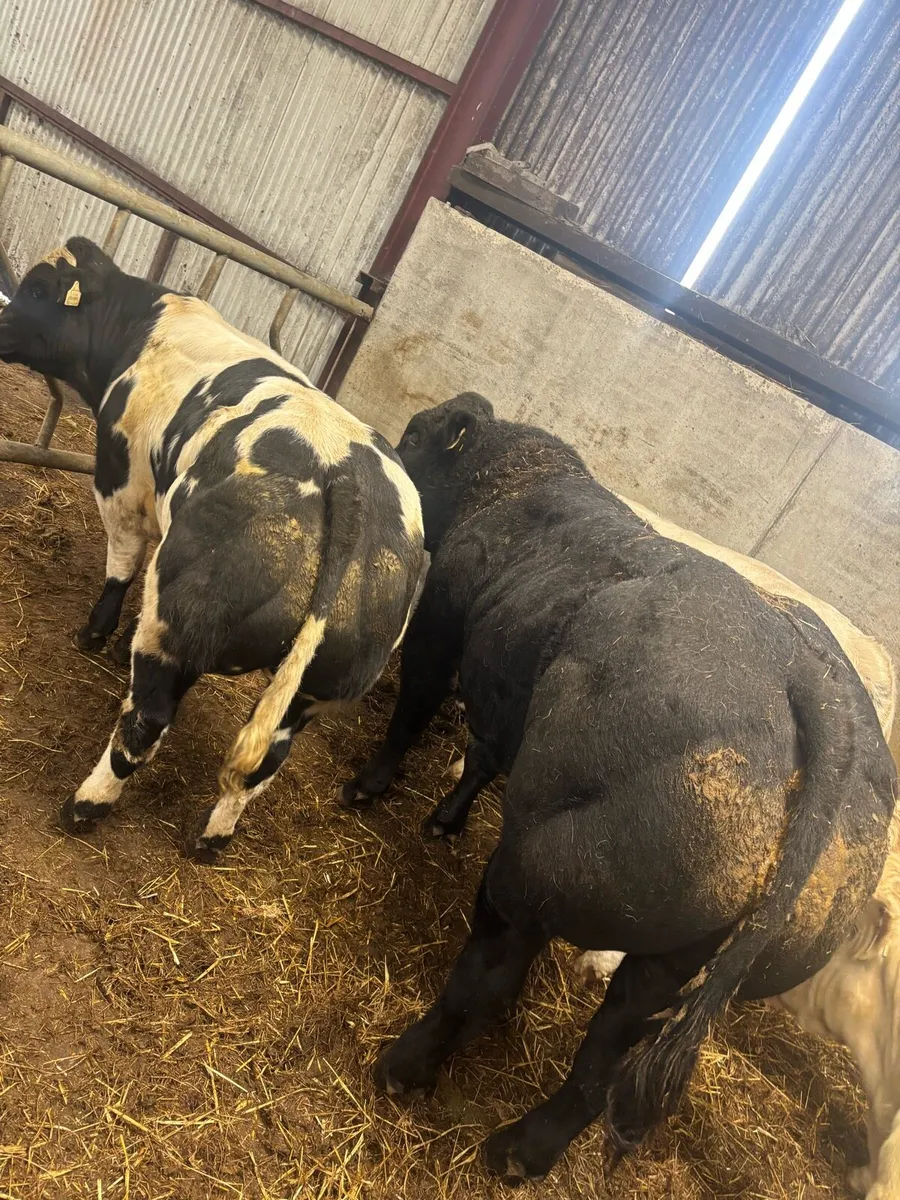 5 quality bull weanlings for balla mart - Image 4