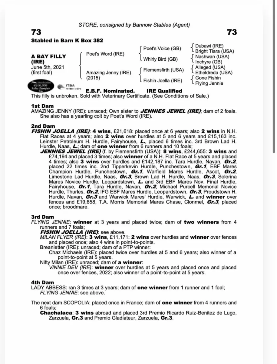 Poets word 4yo + Blacktype producer mare - Image 1