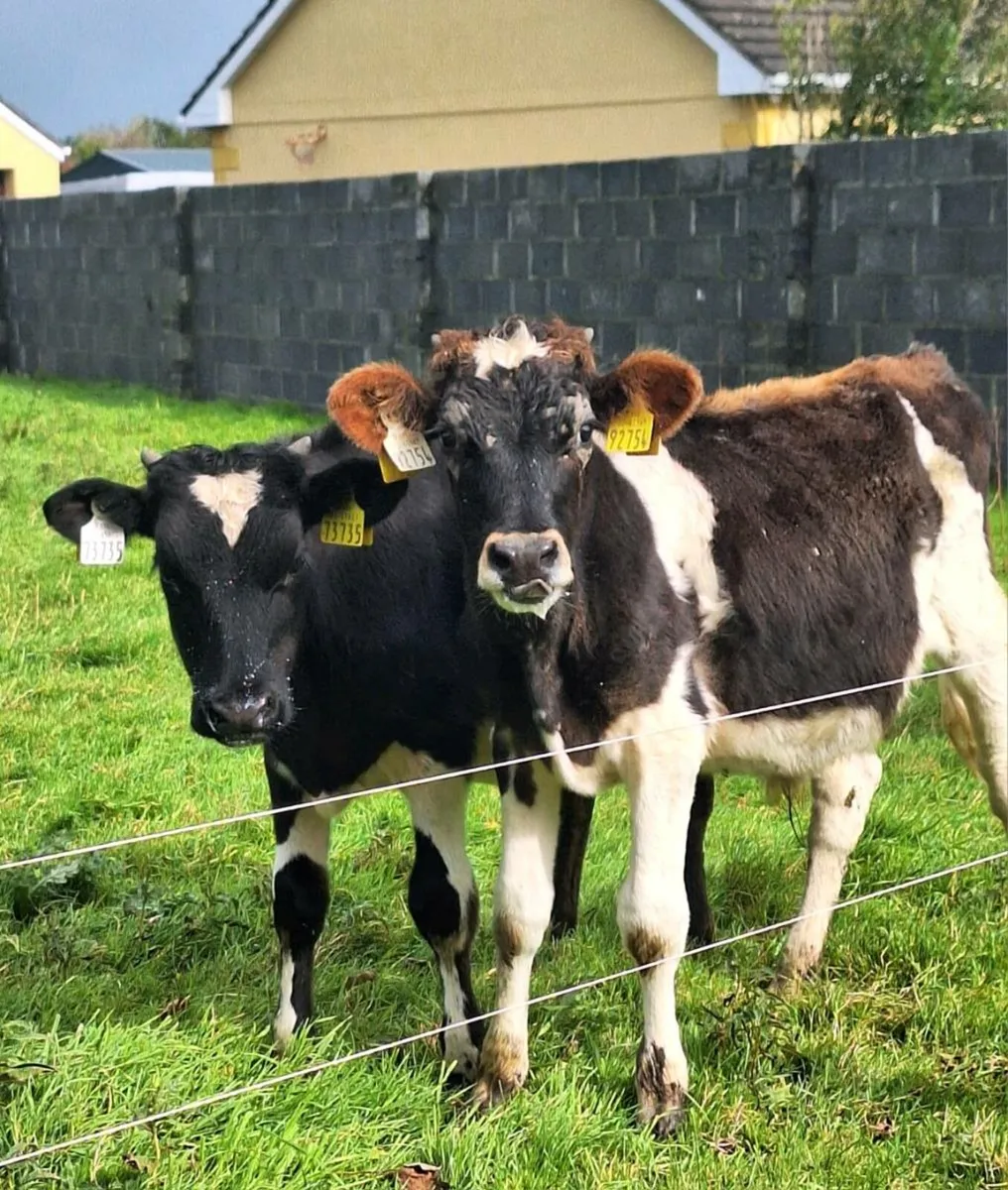 Bucket Fed Freisian Bulls - Image 1