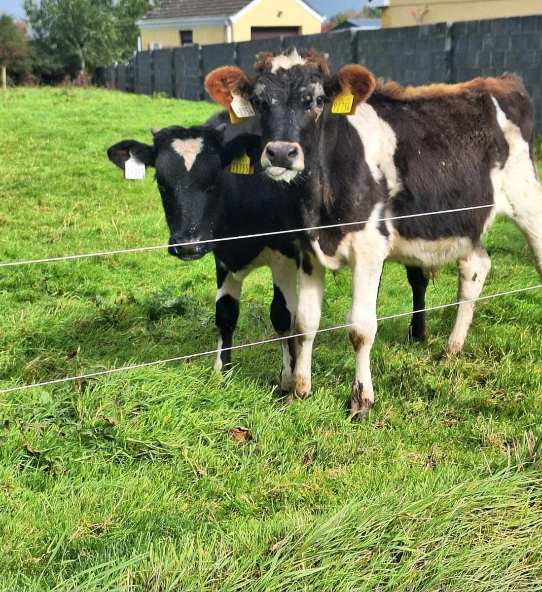 Bucket Fed Freisian Bulls - Image 2