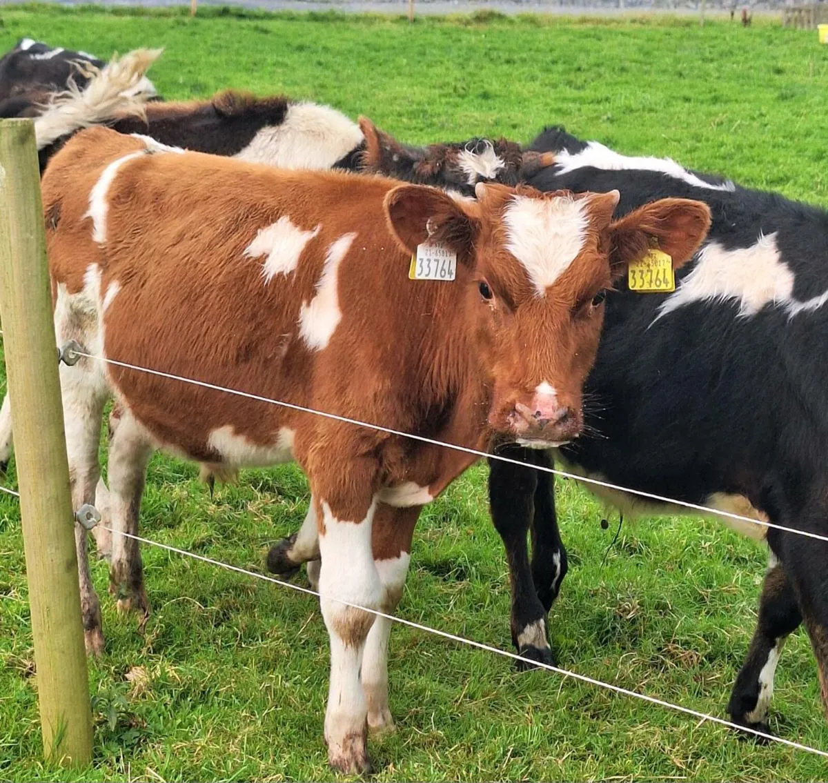 Bucket Fed Freisian Bulls - Image 4