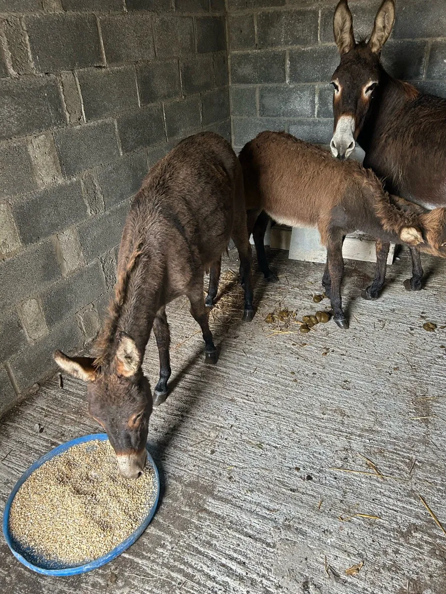 Mare donkeys - Image 2