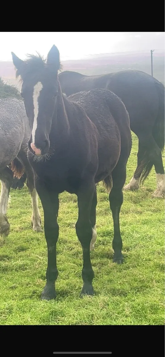 ****Smashing filly foal**** - Image 2