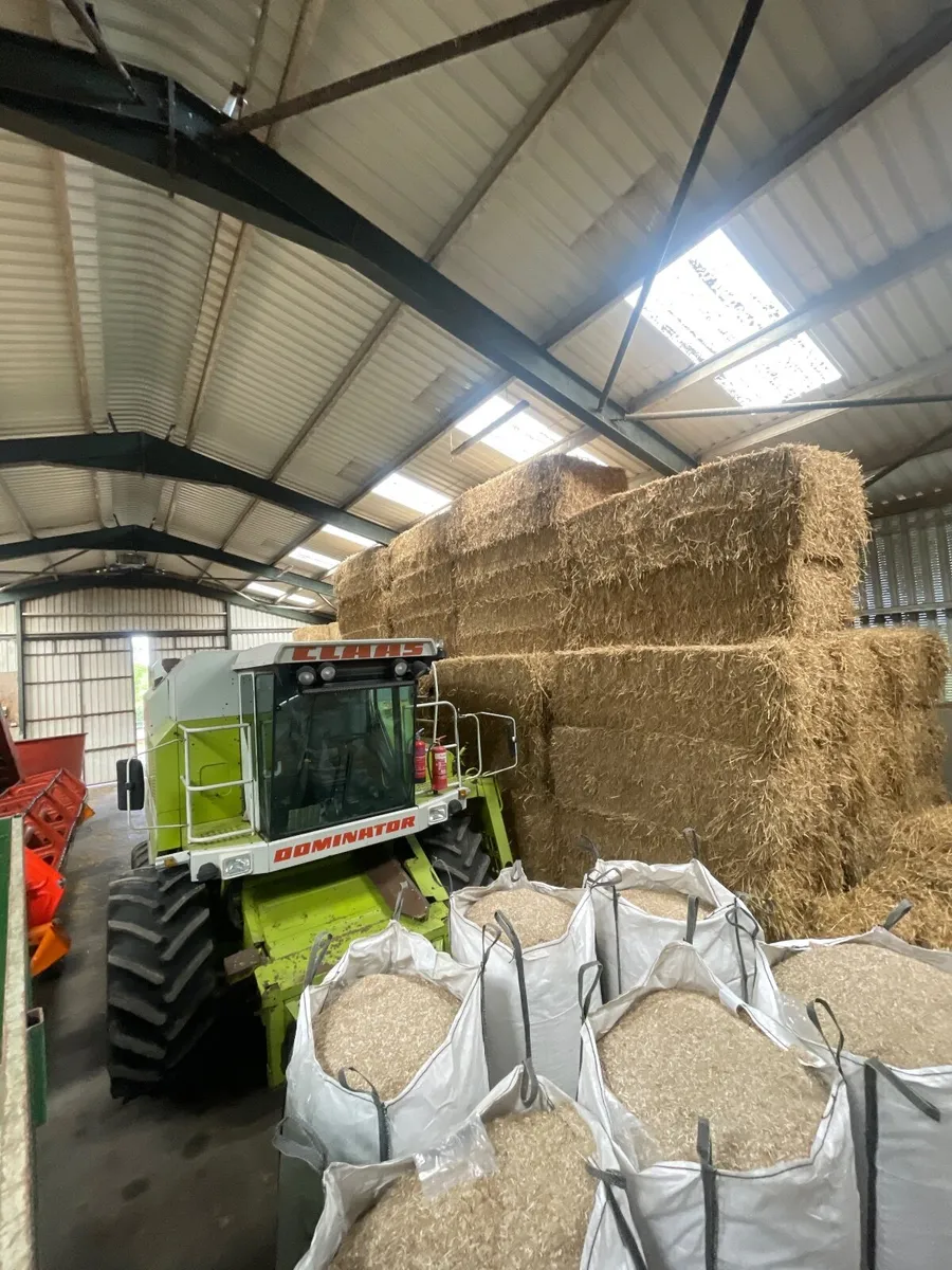 Chopped wheaten straw - Image 1