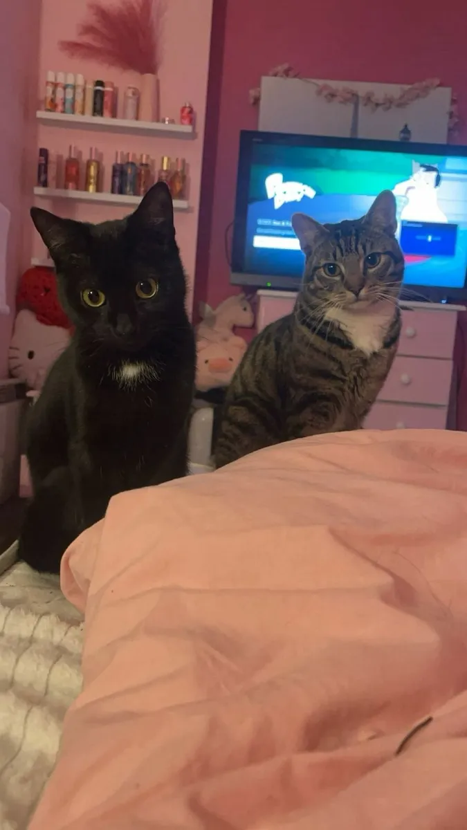 The best 2 cats - Image 1