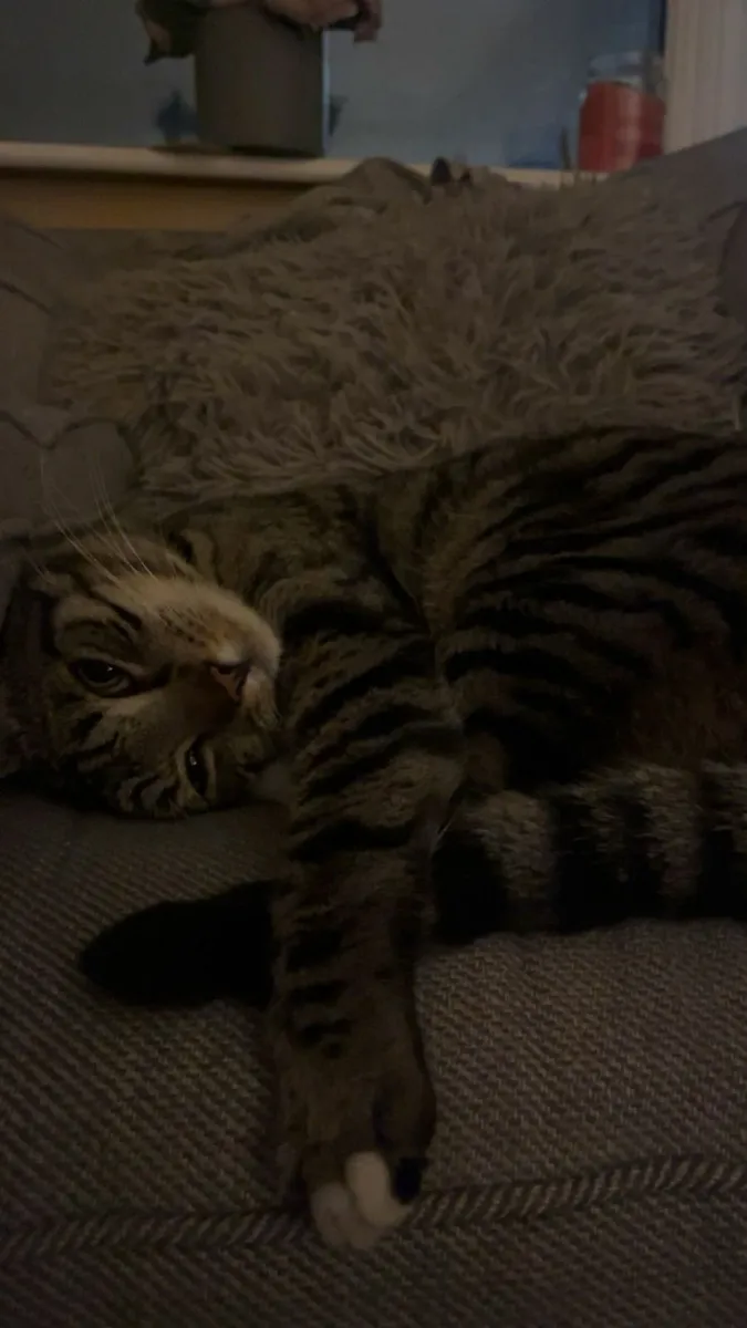 The best 2 cats - Image 2