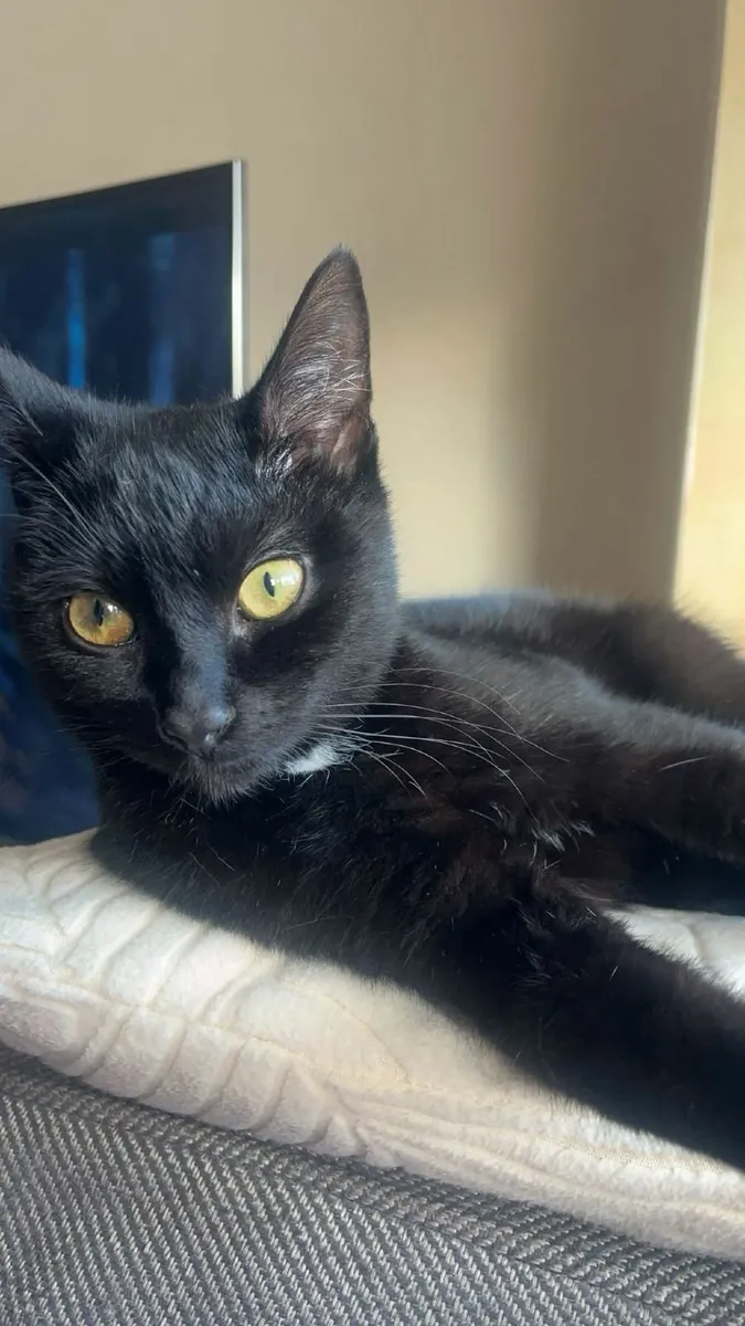 The best 2 cats - Image 3