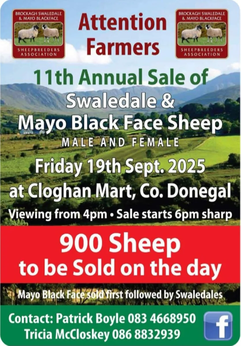 Mayo's - Image 2