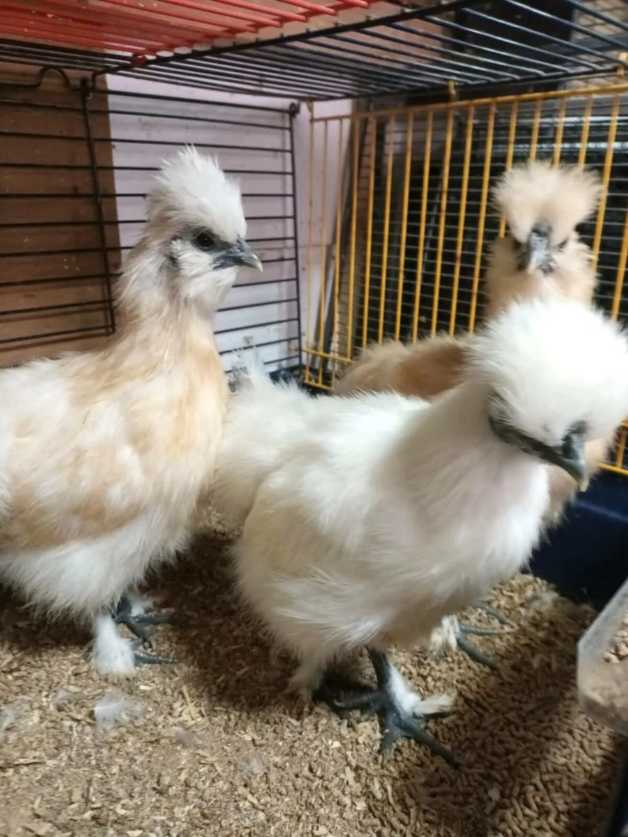 Silkies - Image 1