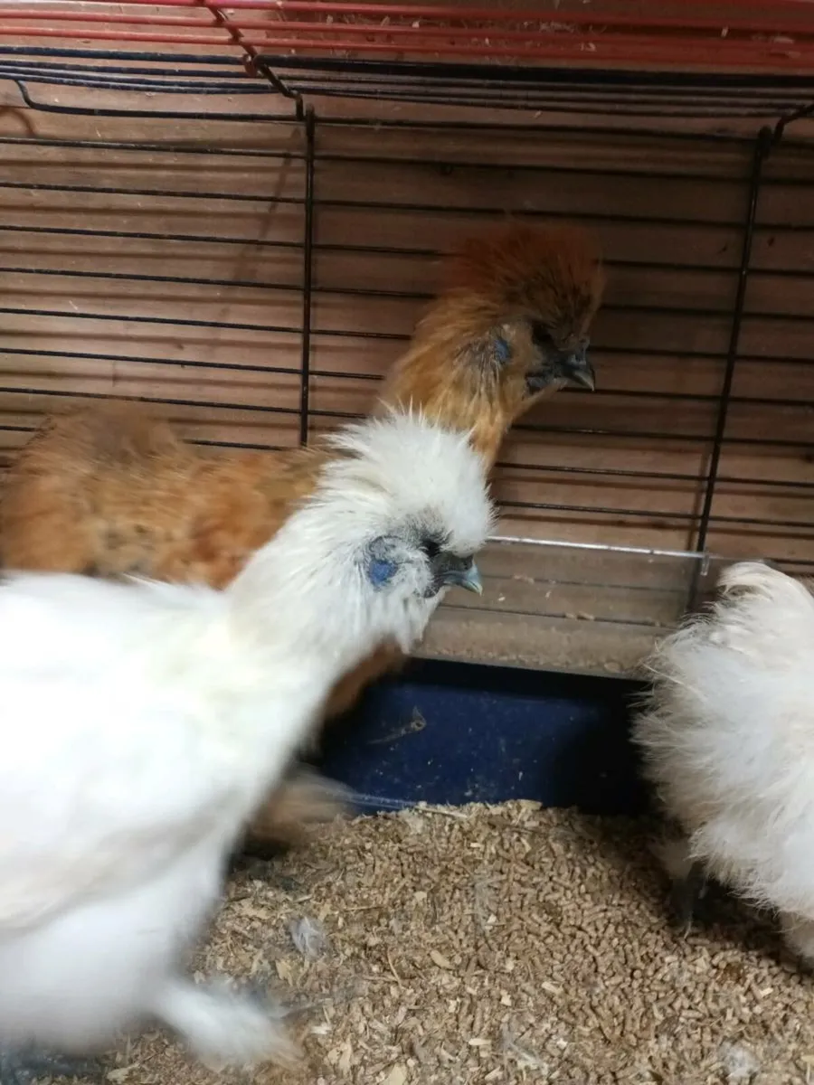 Silkies - Image 2