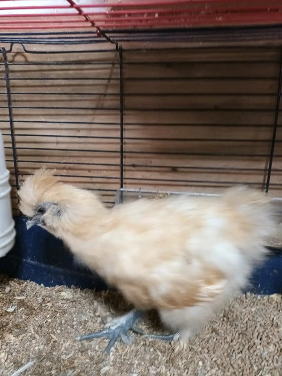Silkies - Image 3