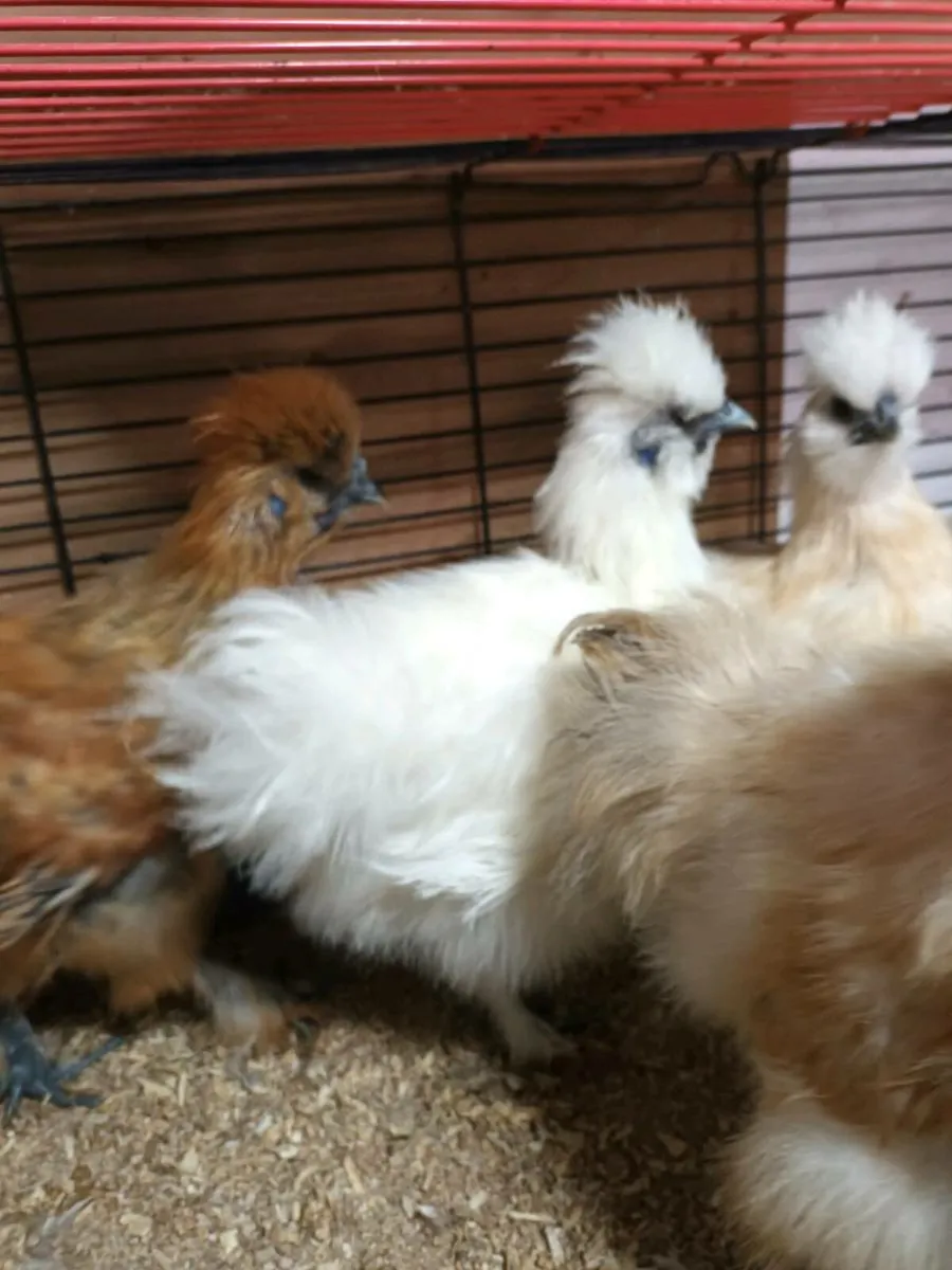 Silkies - Image 4