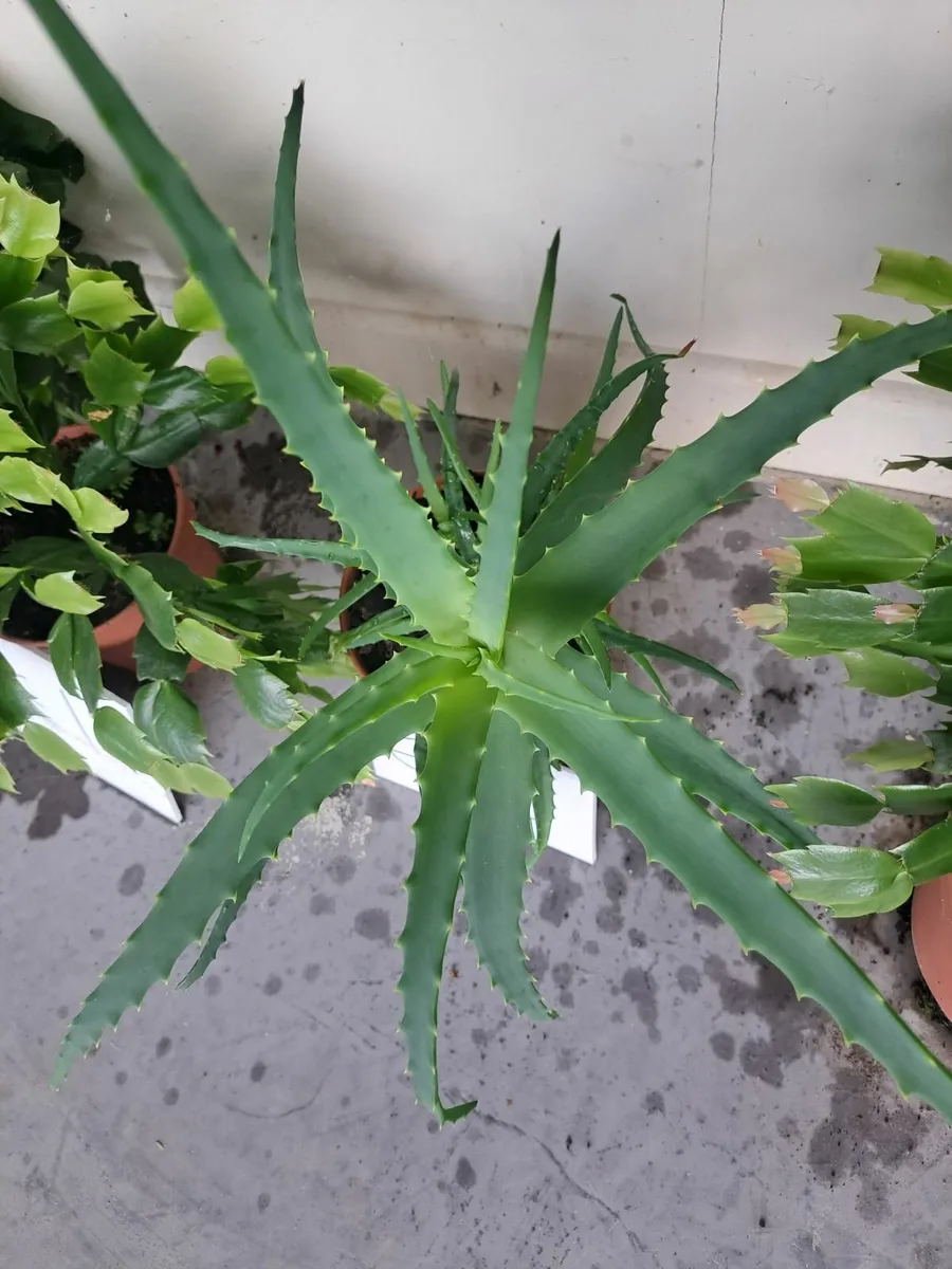 Indoor plants - Image 1