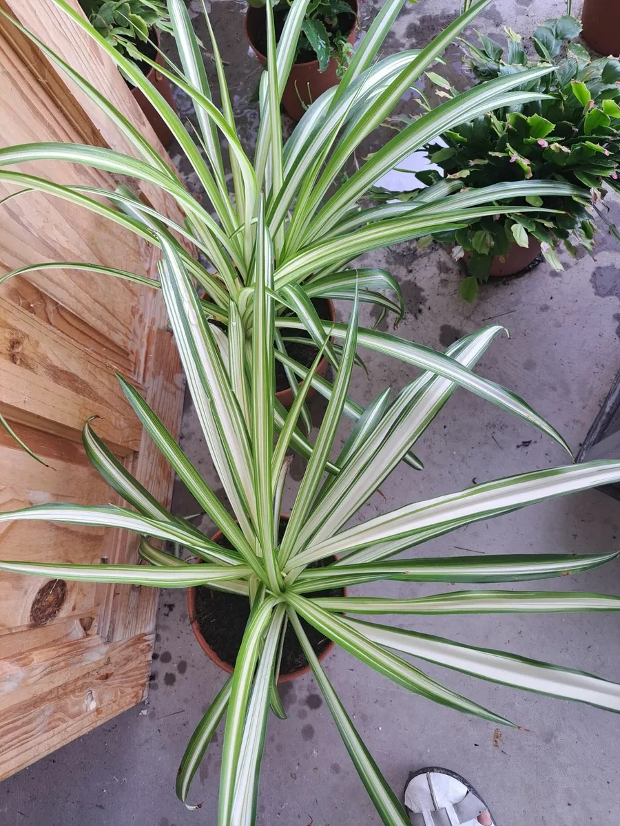 Indoor plants - Image 2