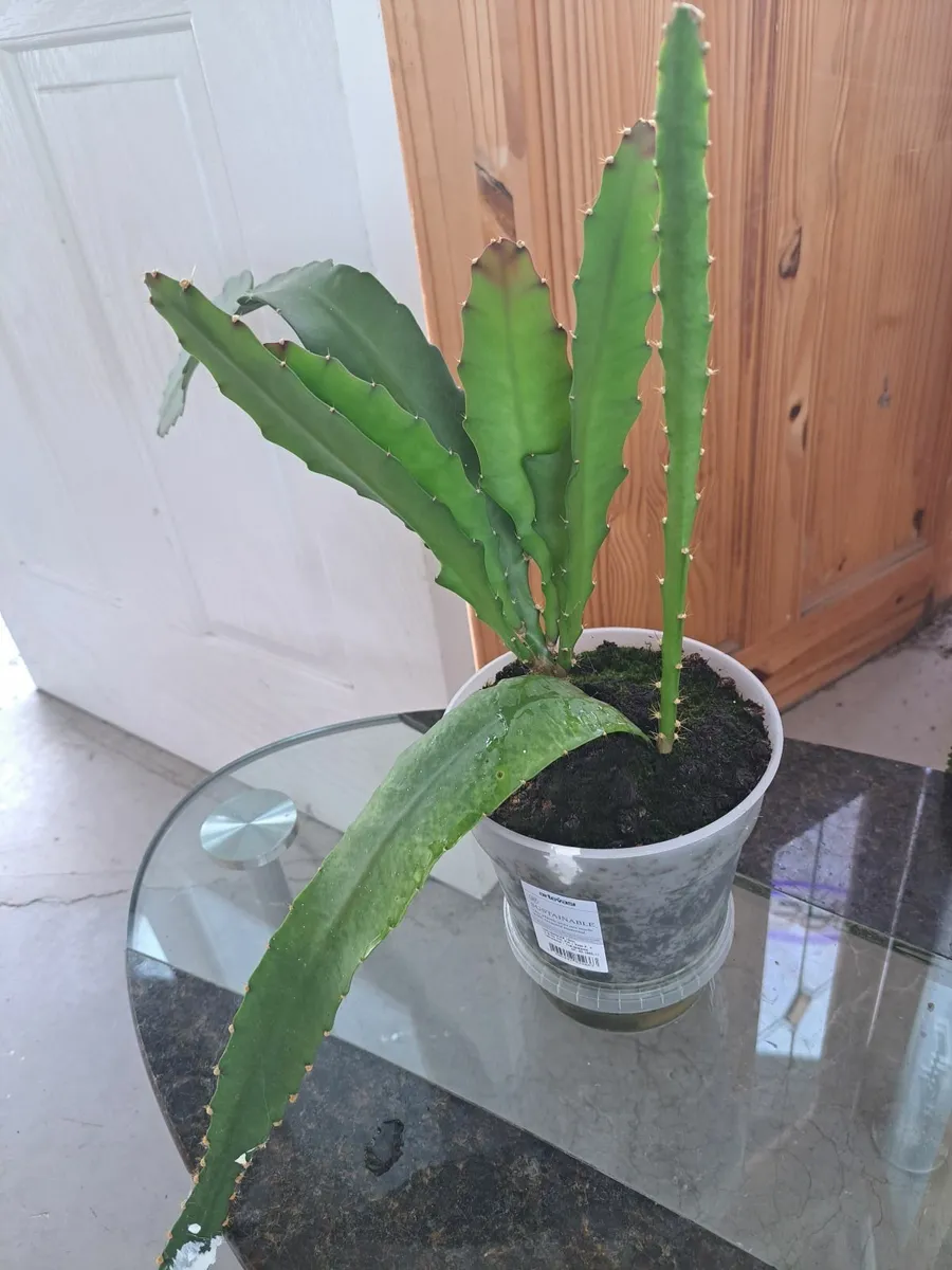 Indoor plants - Image 4