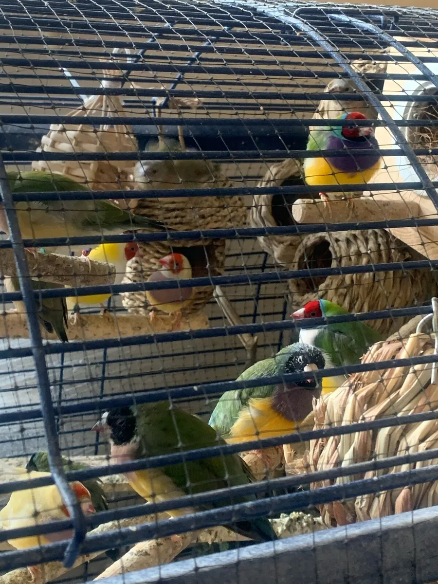 Hen Gouldians to good home - Image 3
