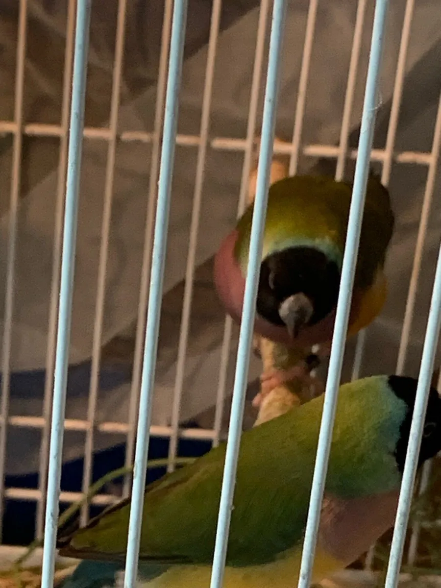Hen Gouldians to good home - Image 4
