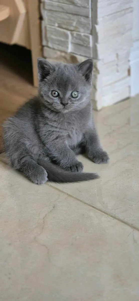 British shortier blue (2 boy) - Image 2