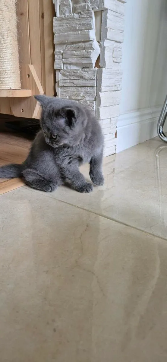 British shortier blue (2 boy) - Image 3