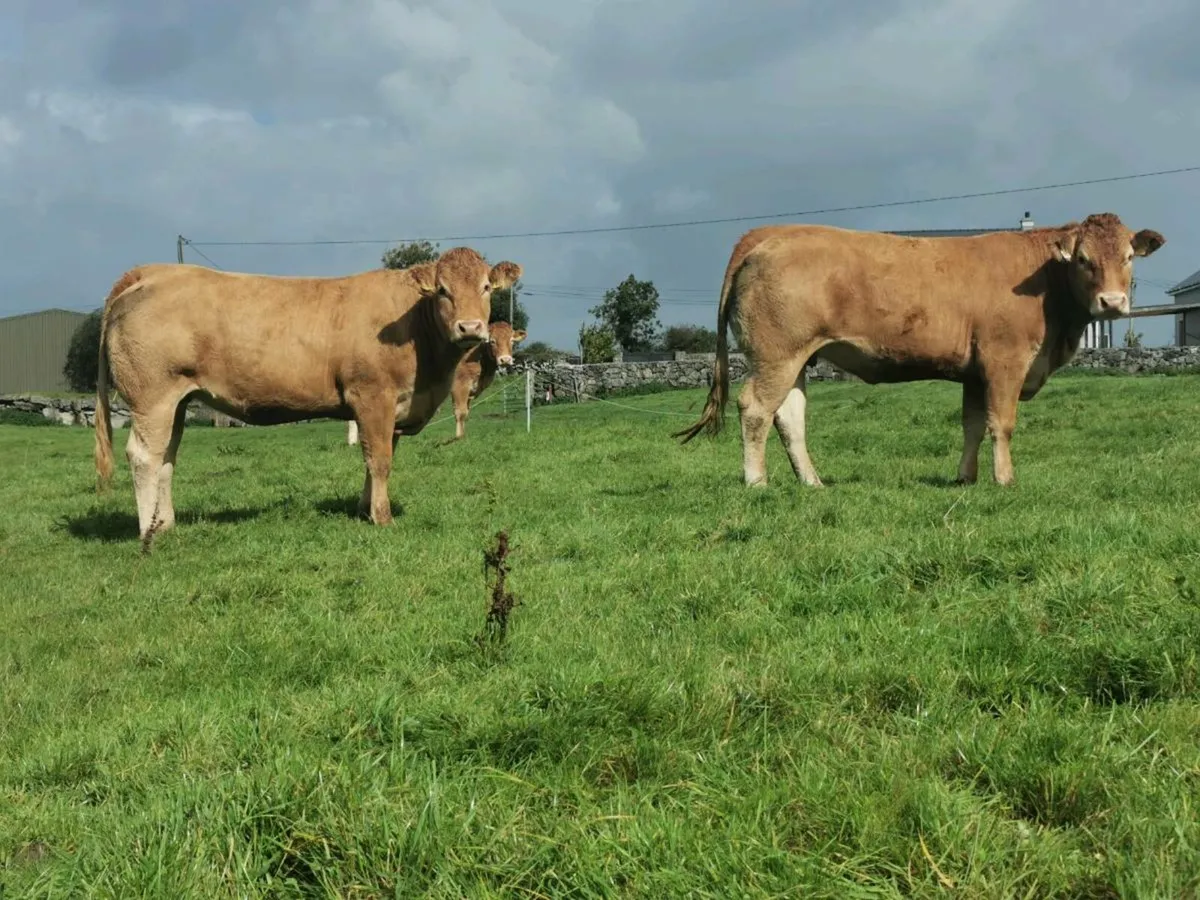 2 pedigree limousin Incalf heifers - Image 2
