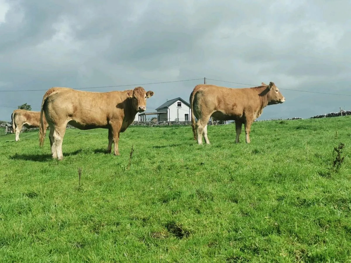 2 pedigree limousin Incalf heifers - Image 4
