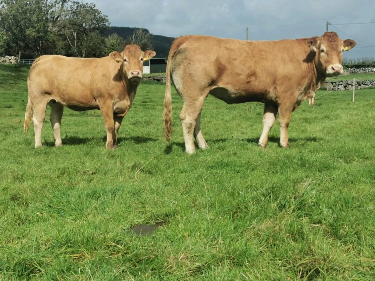 2 pedigree limousin Incalf heifers - Image 1