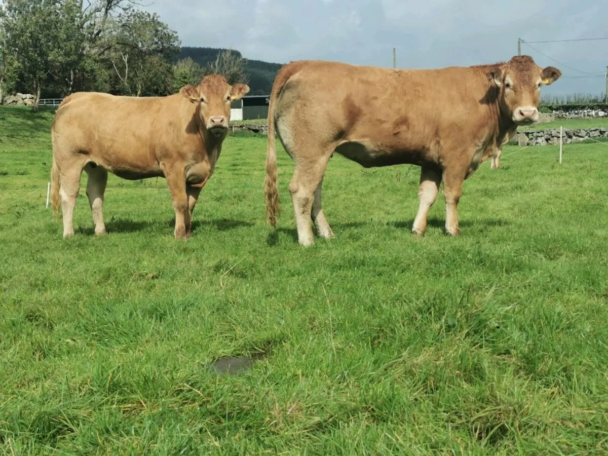 2 pedigree limousin Incalf heifers - Image 3