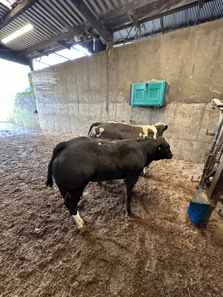 Show bullocks - Image 4
