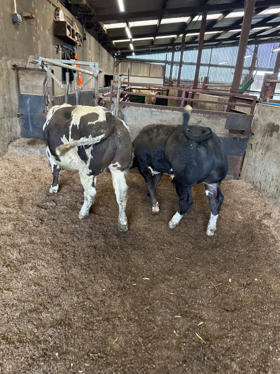Show bullocks - Image 3