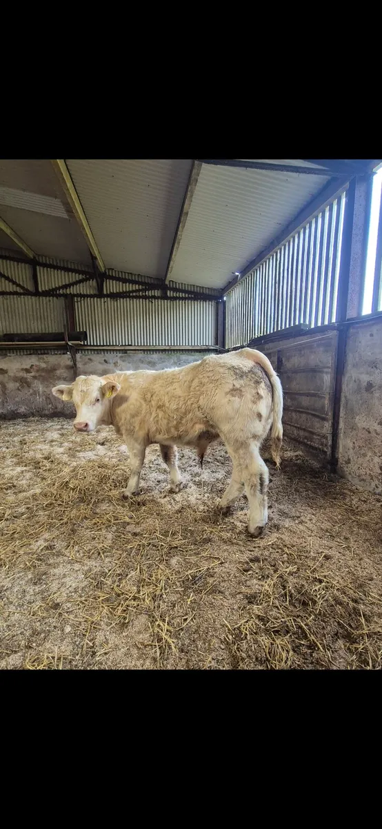 Pedigree bull weanling - Image 2