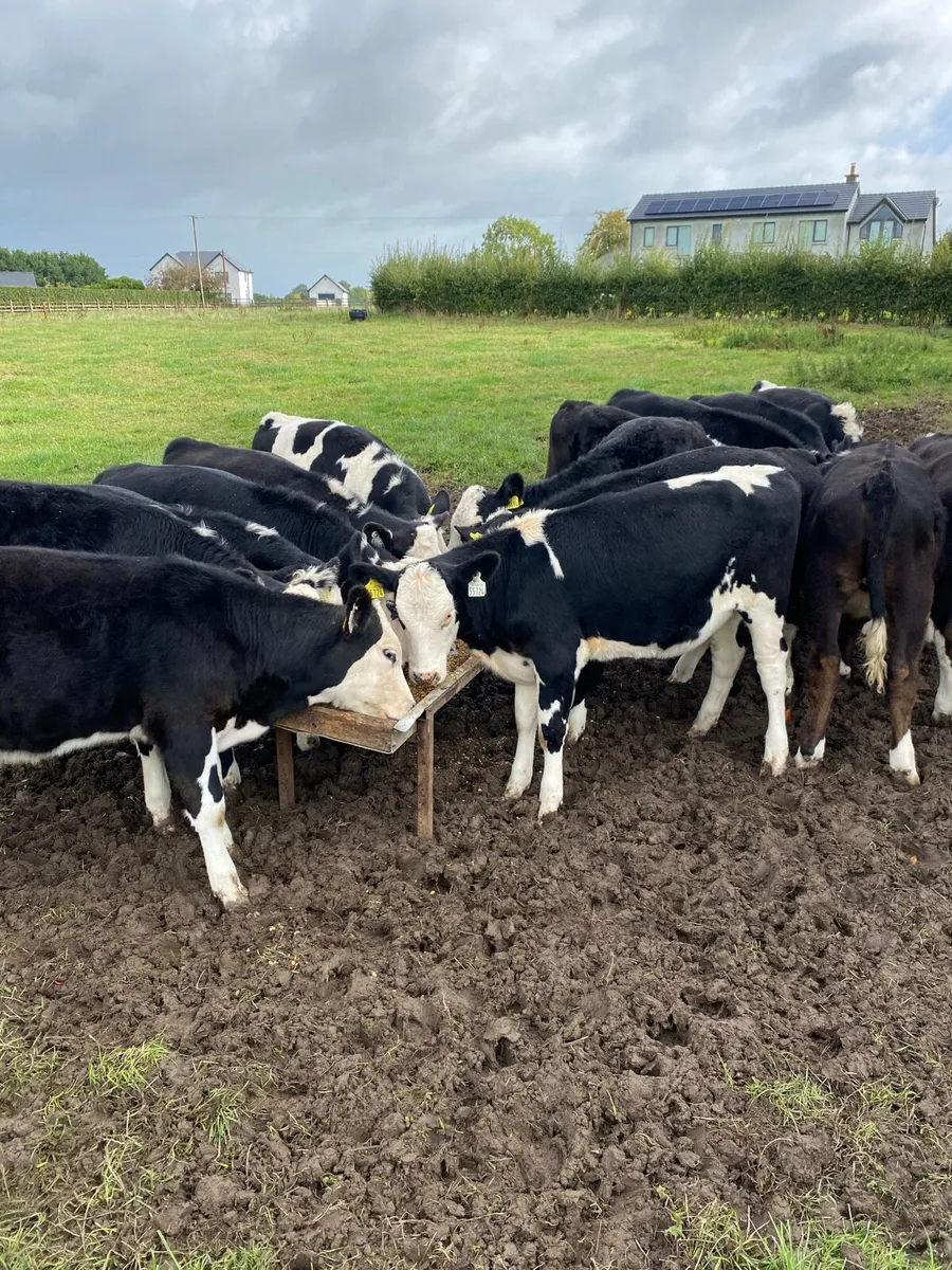 Cattle - Image 1