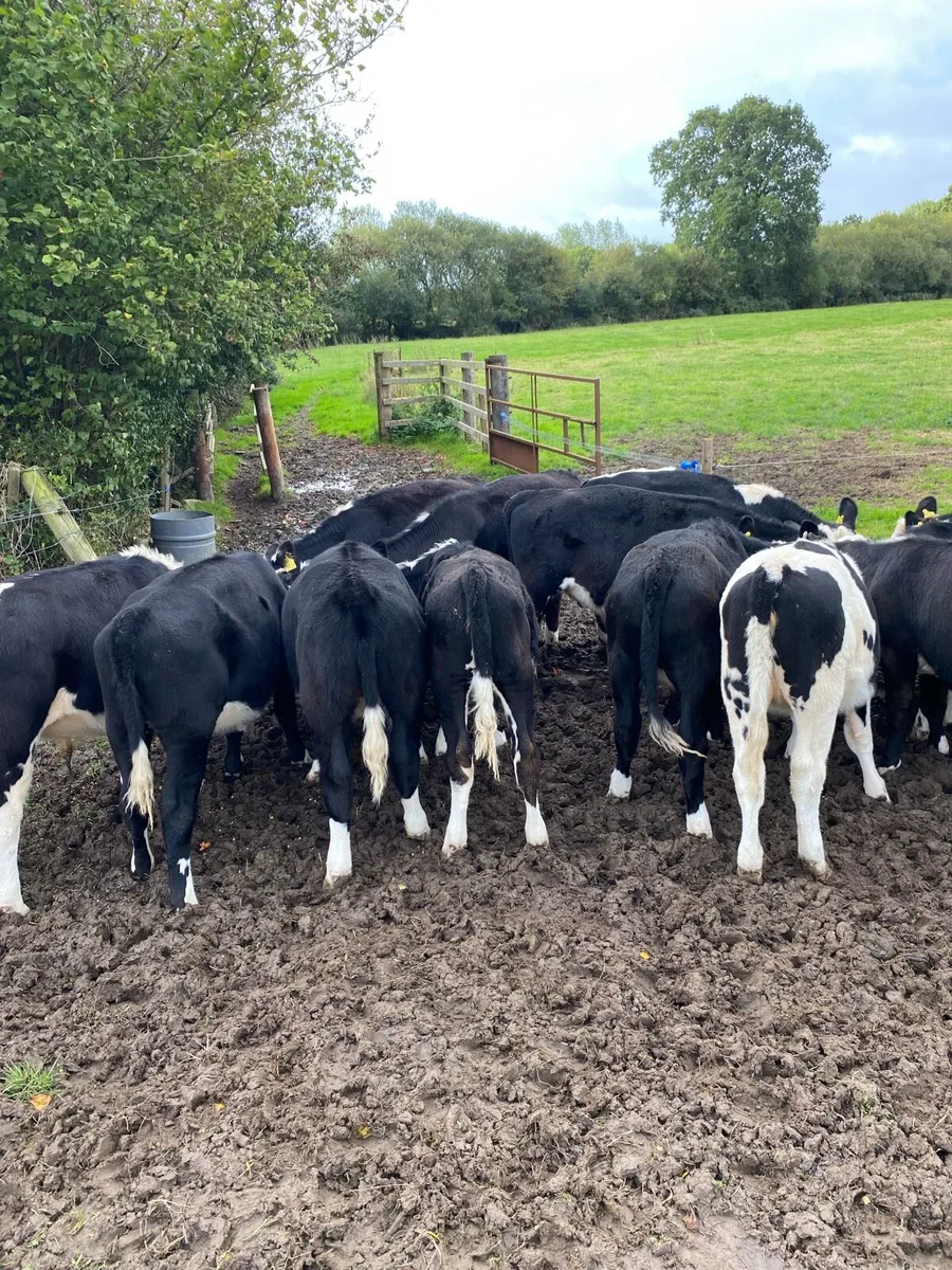 Cattle - Image 3
