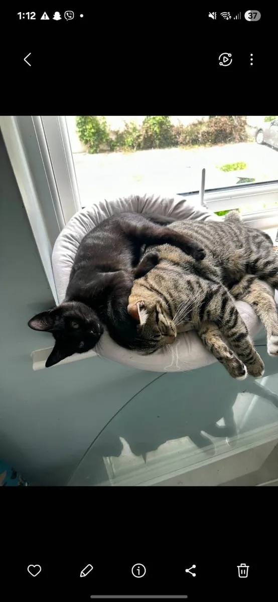 The best 2 cats - Image 4