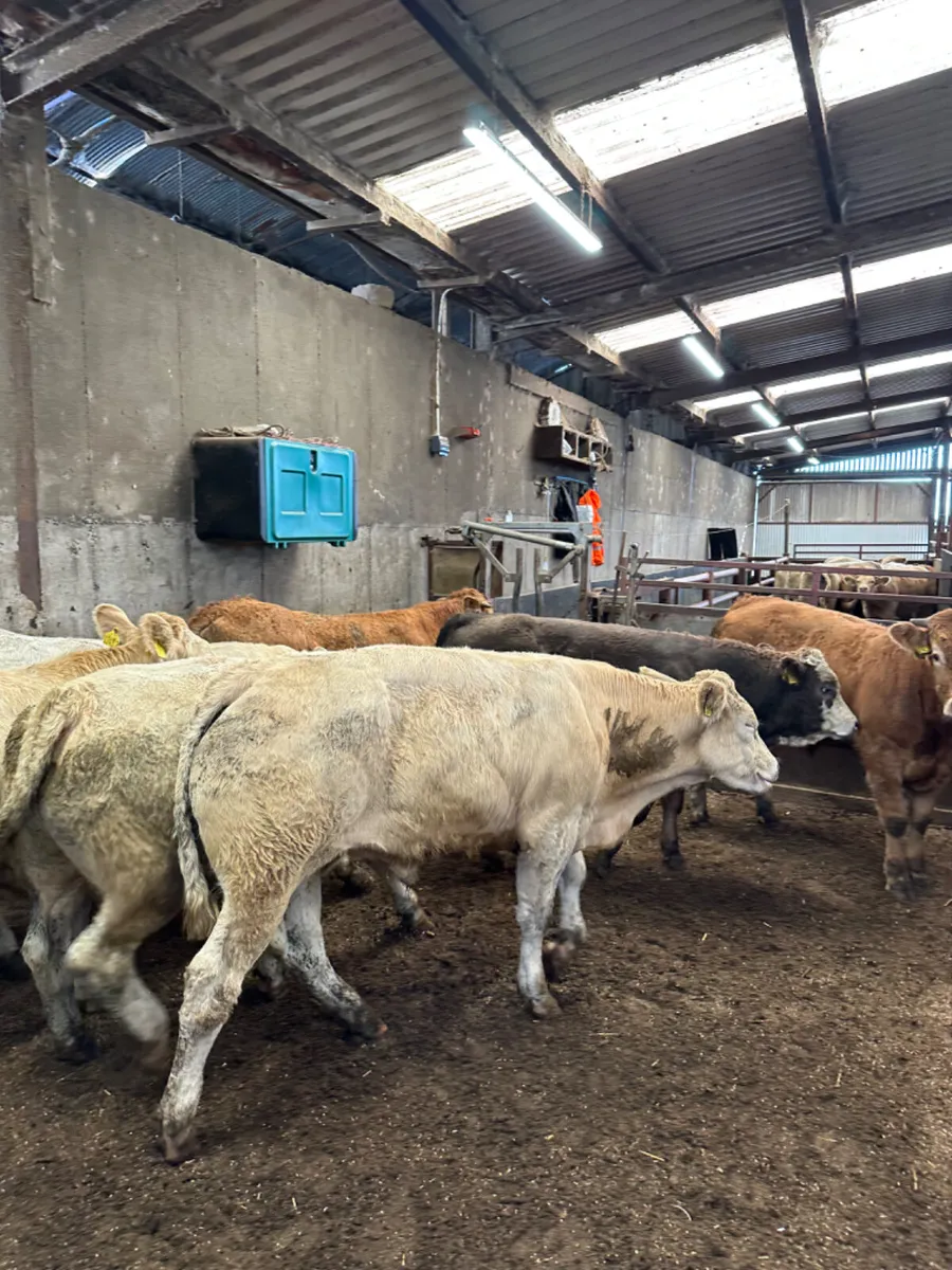 Charolais and lim bullocks - Image 4