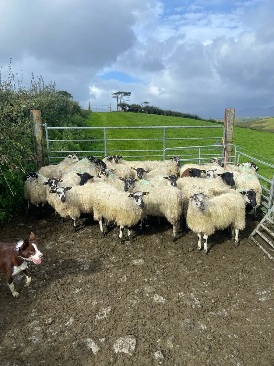 Mule ewe lambs - Image 1