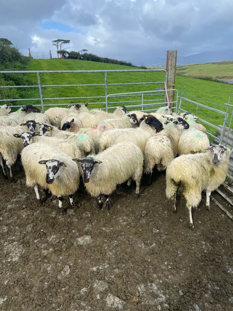 Mule ewe lambs - Image 2