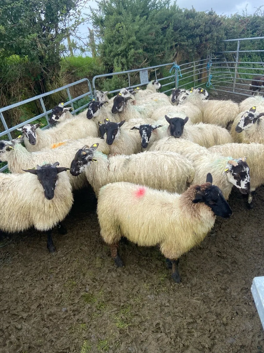 Mule ewe lambs - Image 3