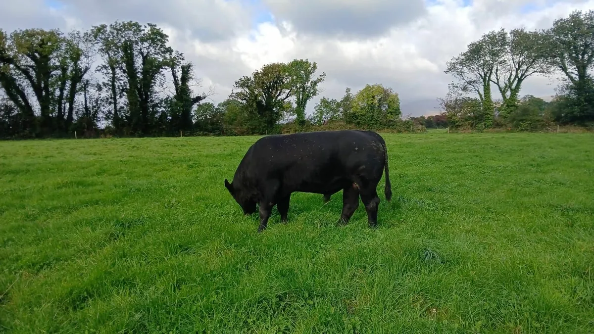 Angus Bulls - Image 2