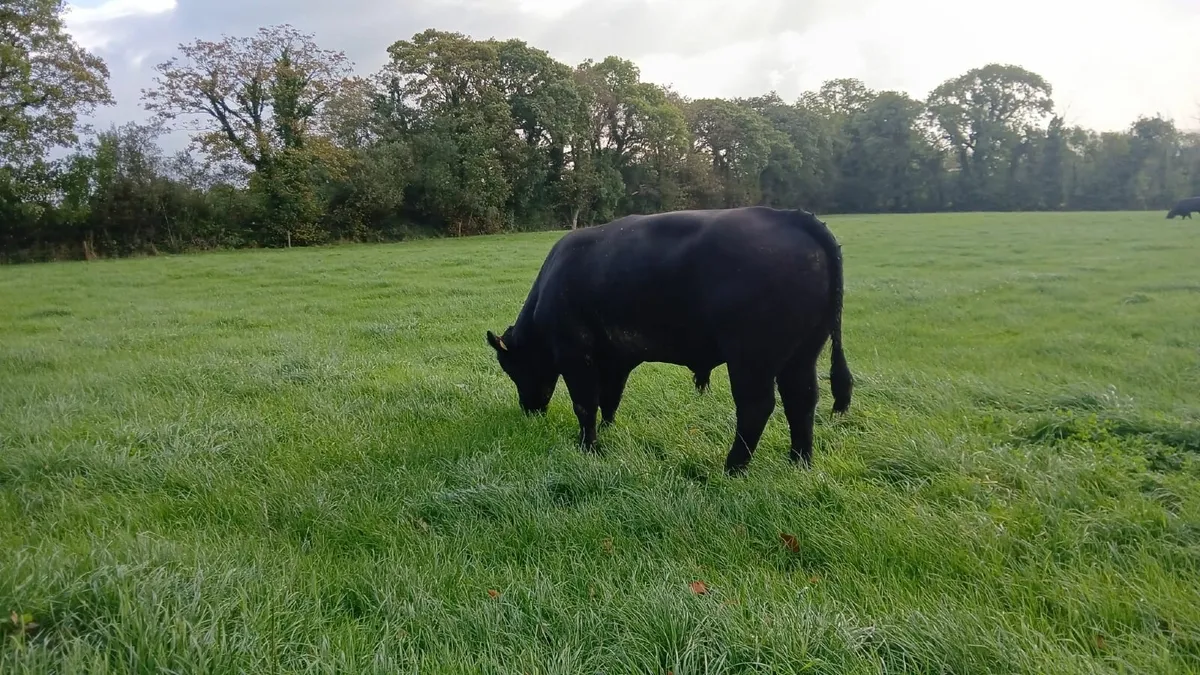 Angus Bulls - Image 3