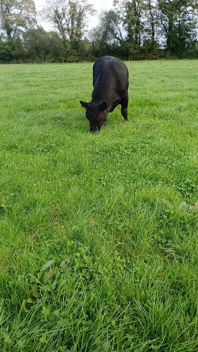 Angus Bulls - Image 4