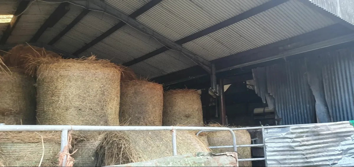 Rush Round Bales - Image 1