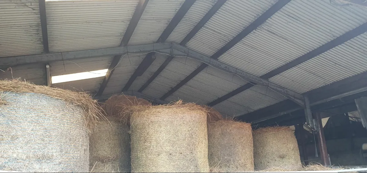 Rush Round Bales - Image 3