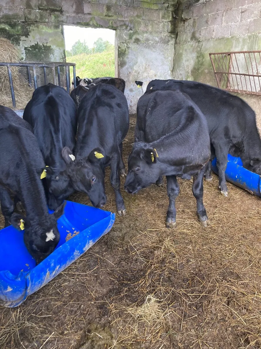 Weanlings - Image 2