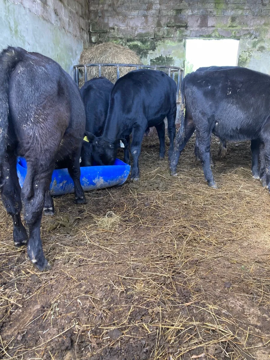 Weanlings - Image 3