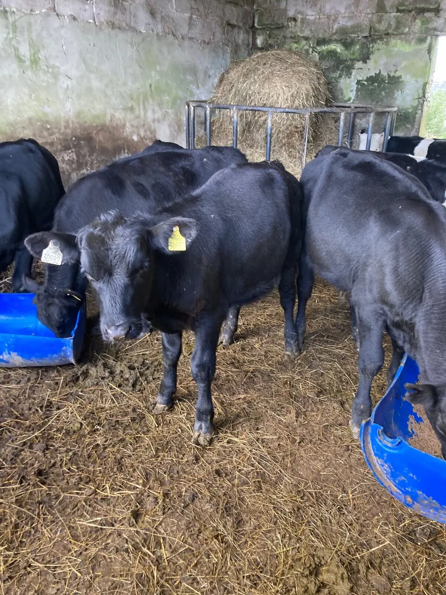 Weanlings - Image 4